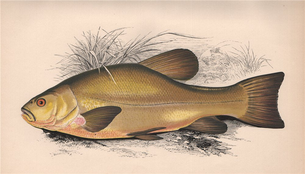TENCH. Tinca tinca, Tanche, Zeelt, Suter, Schlei. COUCH. Fish 1862 old print